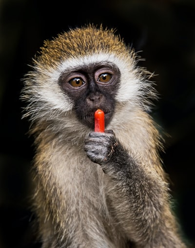 褐猴的选择性聚焦摄影